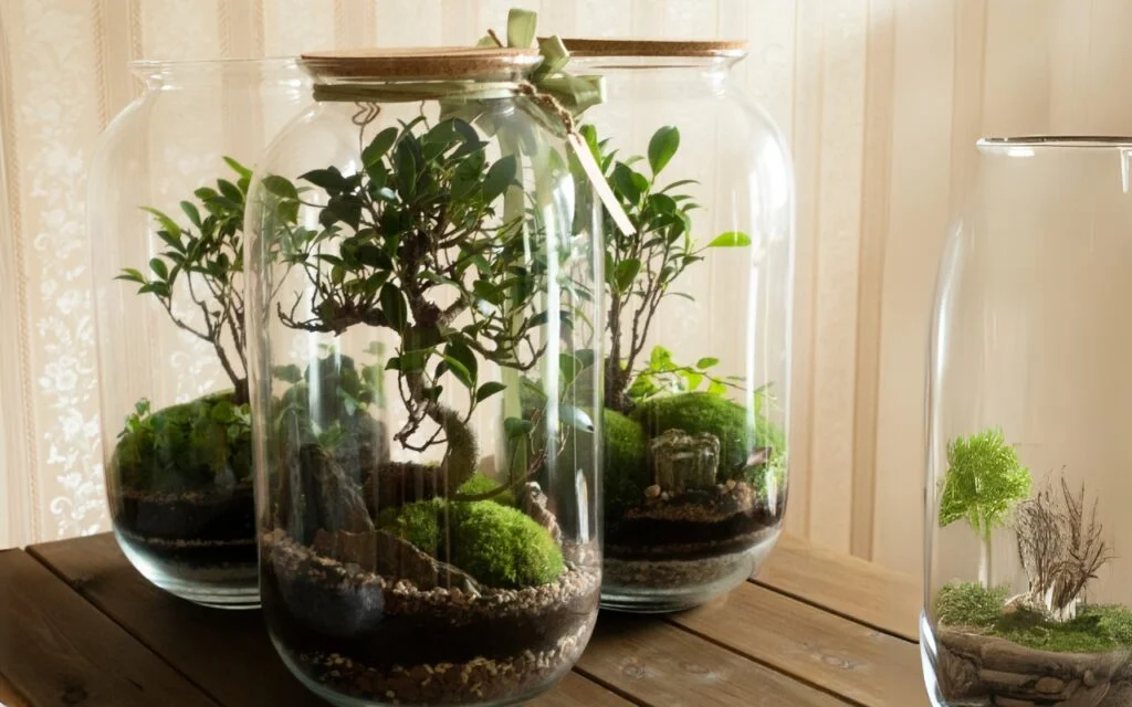 Three glass terrariums on a wooden table, each containing small trees and green moss. The terrariums are different sizes and have cork lids. Sunlight filters through sheer curtains in the background, casting a warm glow.