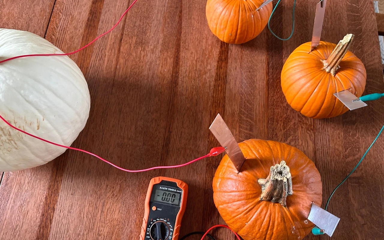 Four pumpkins, including one white, each with metal strips and wires inserted, are connected on a wooden table. A digital multimeter shows 0.00, highlighting this electricity experiment using pumpkins as a power source.
