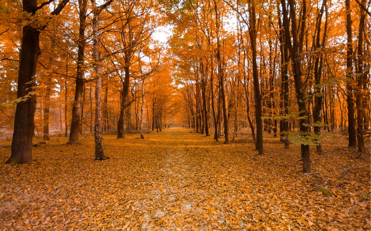 A serene forest path blanketed with orange and yellow fallen leaves is flanked by tall trees with autumn foliage. The canopy above is a mix of vibrant orange, creating a warm, inviting atmosphere under a clear sky.