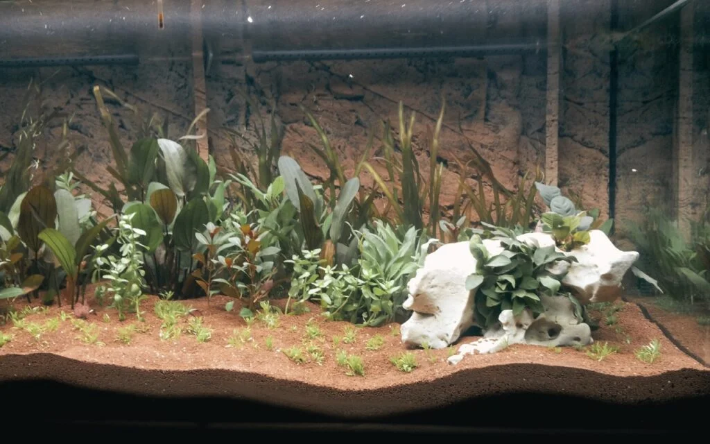 Aquarium with lush green plants, white rocks, and brown substrate, against a textured background.