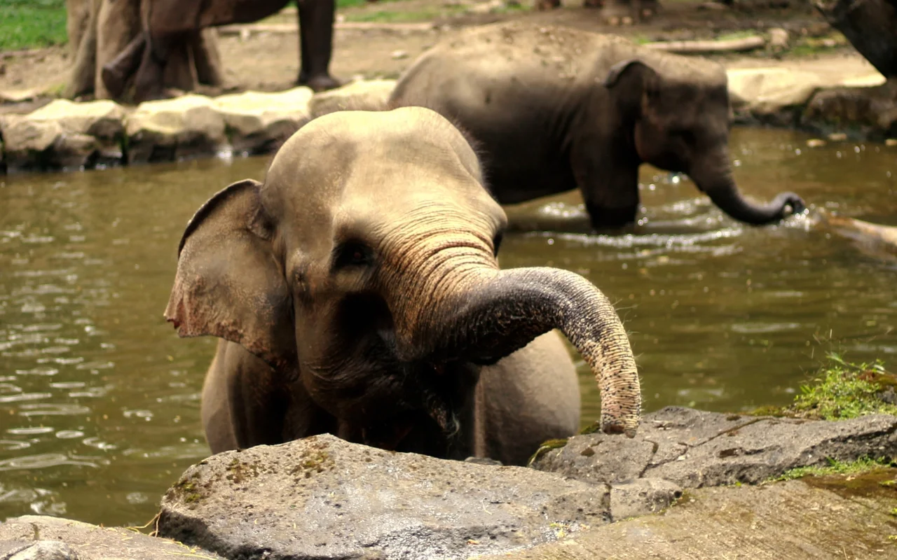 Two elephants are in a shallow, muddy water area with stone borders. The foreground elephant has its trunk raised and is facing the camera, while the background elephant stands in the water and reaches its trunk down into the water.